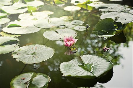 Water lilies, Spain. Stockbilder - Premium RF Lizenzfrei, Bildnummer: 6102-06470621