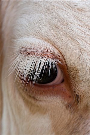 fur cow - The eye of a cow, Sweden. Stock Photo - Premium Royalty-Free, Code: 6102-06470763
