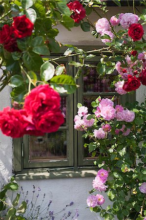 rose garden - Roses in front of window, Sweden. Stock Photo - Premium Royalty-Free, Code: 6102-06470767