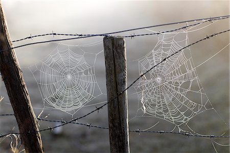 spinnennetz - Spider's web on barbed wire, Sweden. Stockbilder - Premium RF Lizenzfrei, Bildnummer: 6102-06470795