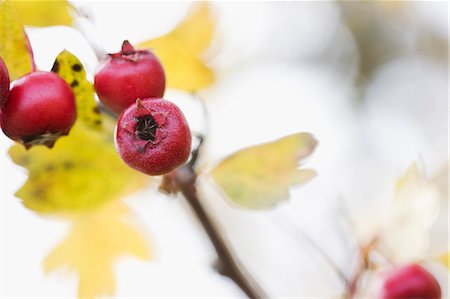 Close-up of hawthorn Stock Photo - Premium Royalty-Free, Code: 6102-06470857