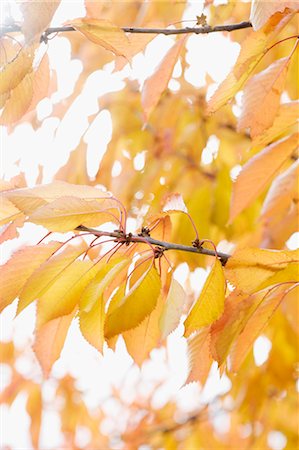 simsearch:6102-03905680,k - Cherry tree twigs at autumn Foto de stock - Royalty Free Premium, Número: 6102-06470859