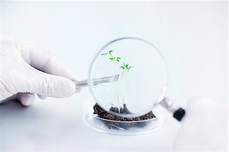 Scientist lifting seedling with tweezers and looking through magnifying glass Foto de stock - Sin royalties Premium, Código: 6102-06470866