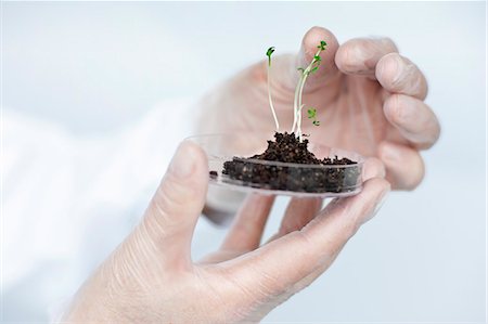 earth one hand - Hand holding seedling on petri dish Stock Photo - Premium Royalty-Free, Code: 6102-06470868