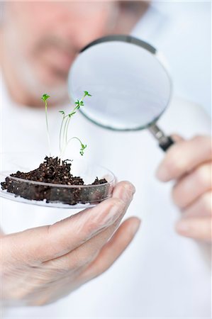 Scientist looking at seedlings through magnifying glass Photographie de stock - Premium Libres de Droits, Code: 6102-06470870