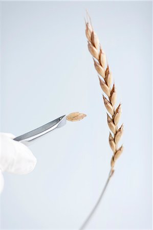 Scientist holding wheat ear with tweezers Stock Photo - Premium Royalty-Free, Code: 6102-06470878