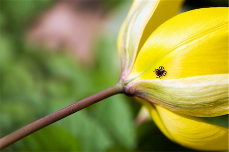 parasitic - Sheep tick on tulip, close-up Stock Photo - Premium Royalty-Free, Code: 6102-06470810