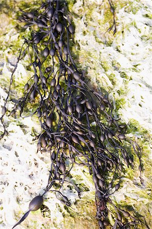 Close-up of seaweed Photographie de stock - Premium Libres de Droits, Code: 6102-06470950