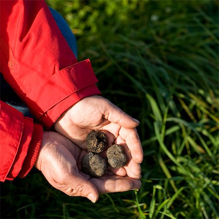 Black truffles on hands Foto de stock - Sin royalties Premium, Código: 6102-06471051