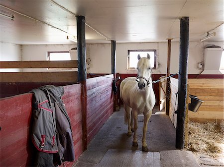 equestrian - Horse in stable Foto de stock - Sin royalties Premium, Código: 6102-06471071