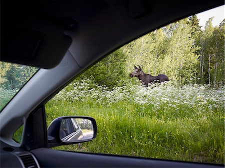 elks sweden - Elk seen from car Stock Photo - Premium Royalty-Free, Code: 6102-06471086