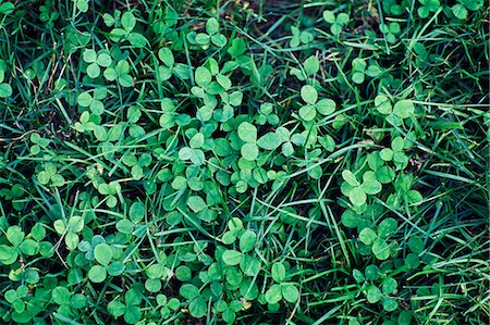 simsearch:6113-07542399,k - Clover leaves in grass, close-up Foto de stock - Sin royalties Premium, Código: 6102-06471264