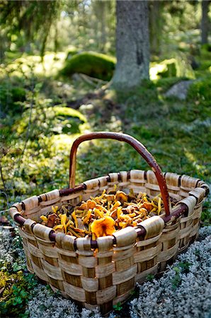 simsearch:6102-03748334,k - Basket with chanterelles in forest Stock Photo - Premium Royalty-Free, Code: 6102-06471274