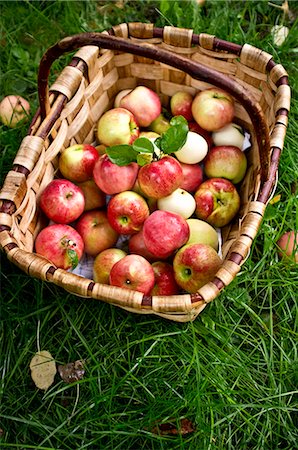 sodermanland - Apples in basket Foto de stock - Sin royalties Premium, Código: 6102-06471287