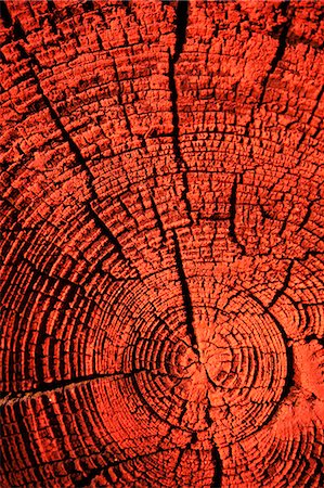 sección transversal - Close-up of red wood Foto de stock - Sin royalties Premium, Código: 6102-06777249