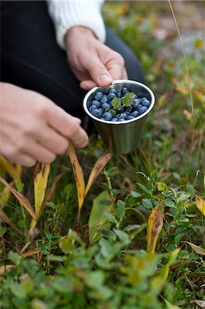 Hands picking bilberries Stock Photo - Premium Royalty-Free, Code: 6102-06777393