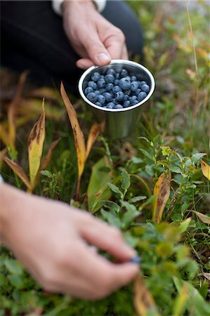 Hands picking bilberries Photographie de stock - Premium Libres de Droits, Code: 6102-06777392