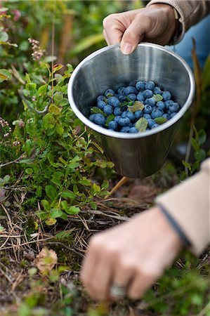 picking - Hands picking bilberries Stock Photo - Premium Royalty-Free, Code: 6102-06777394