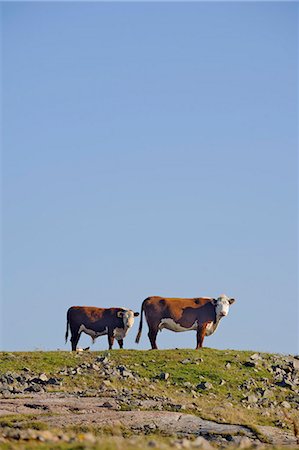 Two cows under blue sky Stock Photo - Premium Royalty-Free, Code: 6102-06777460