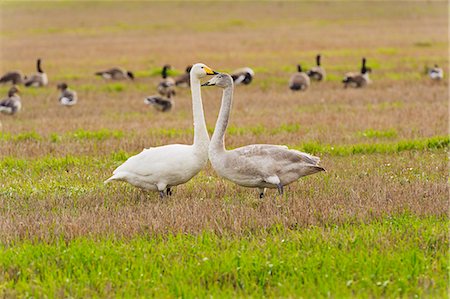 simsearch:659-06495567,k - Canada goose Stock Photo - Premium Royalty-Free, Code: 6102-06777467