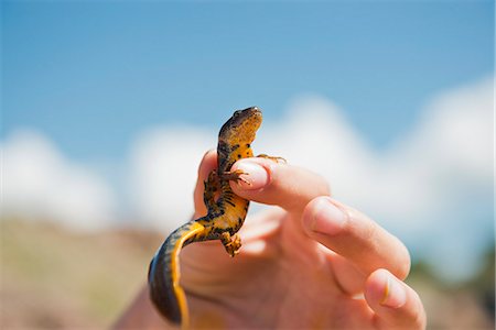 Hand holding lizard, close-up Photographie de stock - Premium Libres de Droits, Code: 6102-06777419