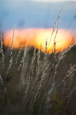 evening outdoor - Close-up of grass Photographie de stock - Premium Libres de Droits, Code: 6102-06777435