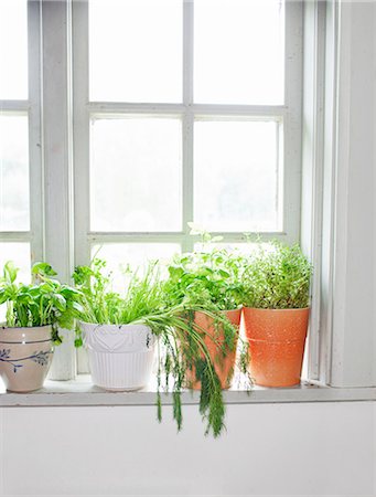 potted plant - Herbs on window sill Photographie de stock - Premium Libres de Droits, Code: 6102-06777597