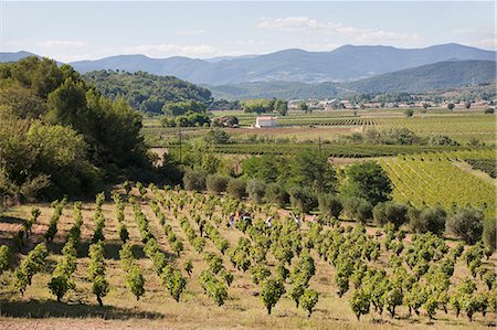 france vineyard - People working at vineyard Photographie de stock - Premium Libres de Droits, Code: 6102-06777529