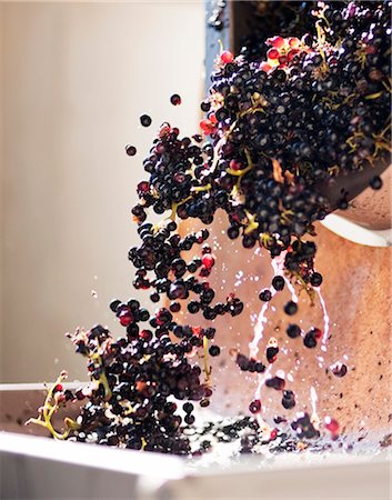 Red grapes are washed Photographie de stock - Premium Libres de Droits, Code: 6102-06777532