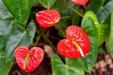 exotisch - Flamingo lilies Foto de stock - Sin royalties Premium, Código: 6102-06777642