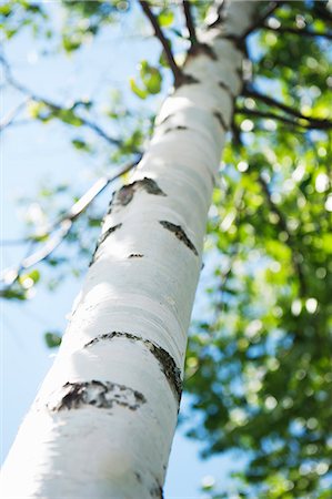 Low angle view of birch tree Photographie de stock - Premium Libres de Droits, Code: 6102-06777657