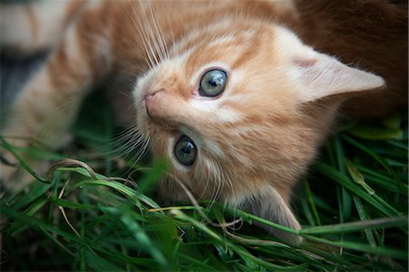 Ginger kitten on grass, high angle view Stock Photo - Premium Royalty-Free, Code: 6102-06777681