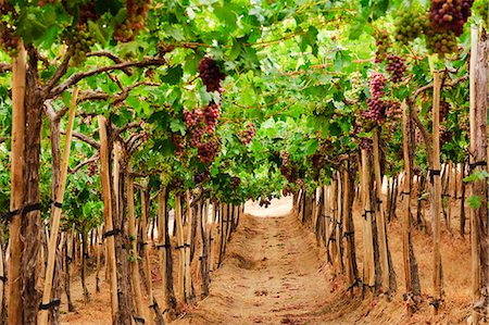 farm rows usa - View of vineyard Stock Photo - Premium Royalty-Free, Code: 6102-06777690