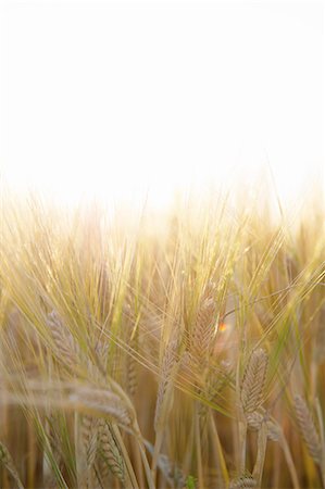 simsearch:6102-06965462,k - Wheat on field, close-up Foto de stock - Royalty Free Premium, Número: 6102-06965463