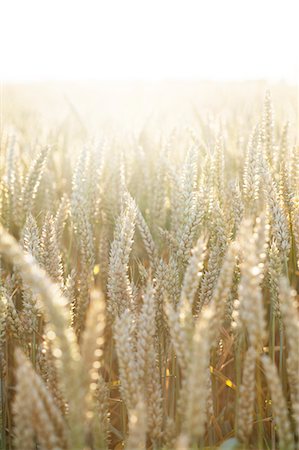 Wheat on field, close-up Foto de stock - Sin royalties Premium, Código: 6102-06965461