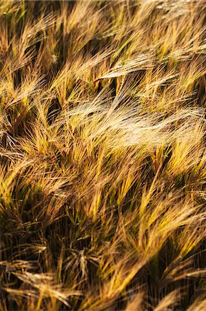 secale cerealein - Rye on field, close-up Stock Photo - Premium Royalty-Free, Code: 6102-06965462