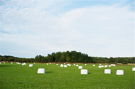 simsearch:6102-06965469,k - Bales on field Stockbilder - Premium RF Lizenzfrei, Bildnummer: 6102-06965469