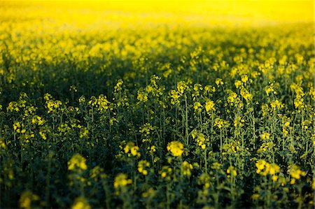 fluorescent (color) - Flowering oilseed rape field Foto de stock - Sin royalties Premium, Código: 6102-06965617