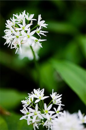 simsearch:6102-06965461,k - Flowering ramsons Foto de stock - Royalty Free Premium, Número: 6102-06965621