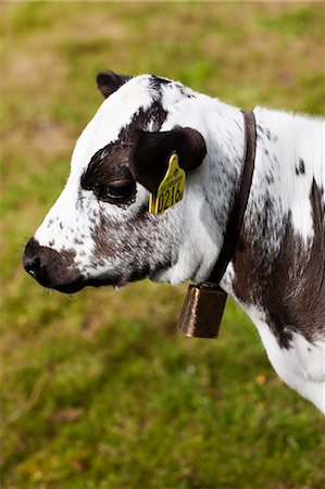 fleck - Cow on pasture Foto de stock - Sin royalties Premium, Código: 6102-06965633