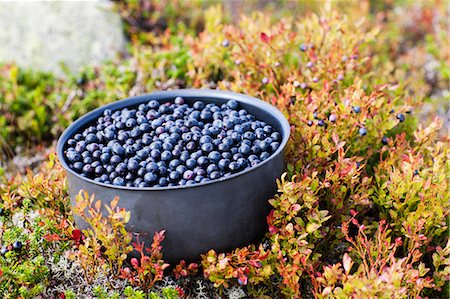 Bowl full of bilberries Photographie de stock - Premium Libres de Droits, Code: 6102-06965635