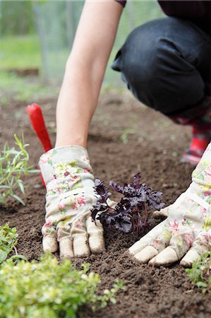 simsearch:6102-06965462,k - Woman planting herbs Foto de stock - Sin royalties Premium, Código: 6102-06965734