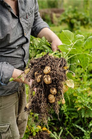 simsearch:6102-06965813,k - New potatoes, close-up Foto de stock - Sin royalties Premium, Código: 6102-06965813