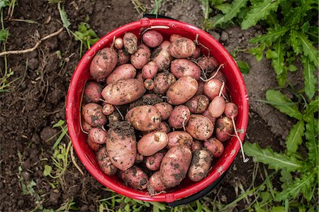 patata - New potatoes in bucket Foto de stock - Sin royalties Premium, Código: 6102-06965820