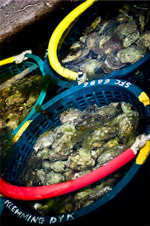 shellfish sweden - Baskets of oysters in water Stock Photo - Premium Royalty-Free, Code: 6102-07158003
