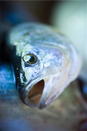simsearch:6102-06336729,k - Close-up of dead fish Fotografie stock - Premium Royalty-Free, Codice: 6102-07158006