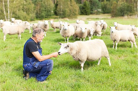 Senior farmer on pasture, Smaland, Sweden Foto de stock - Sin royalties Premium, Código: 6102-07158263