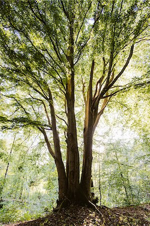 simsearch:6102-08063068,k - Beech tree Photographie de stock - Premium Libres de Droits, Code: 6102-07158261