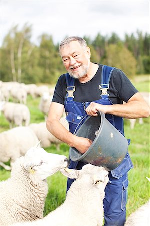 feed - Senior farmer working on pasture, Smaland, Sweden Stock Photo - Premium Royalty-Free, Code: 6102-07158265