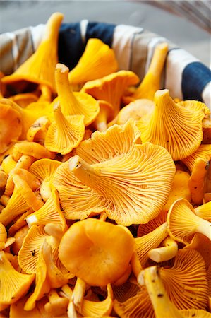 simsearch:6102-08001024,k - Chanterelle in basket, close-up Photographie de stock - Premium Libres de Droits, Code: 6102-07158284